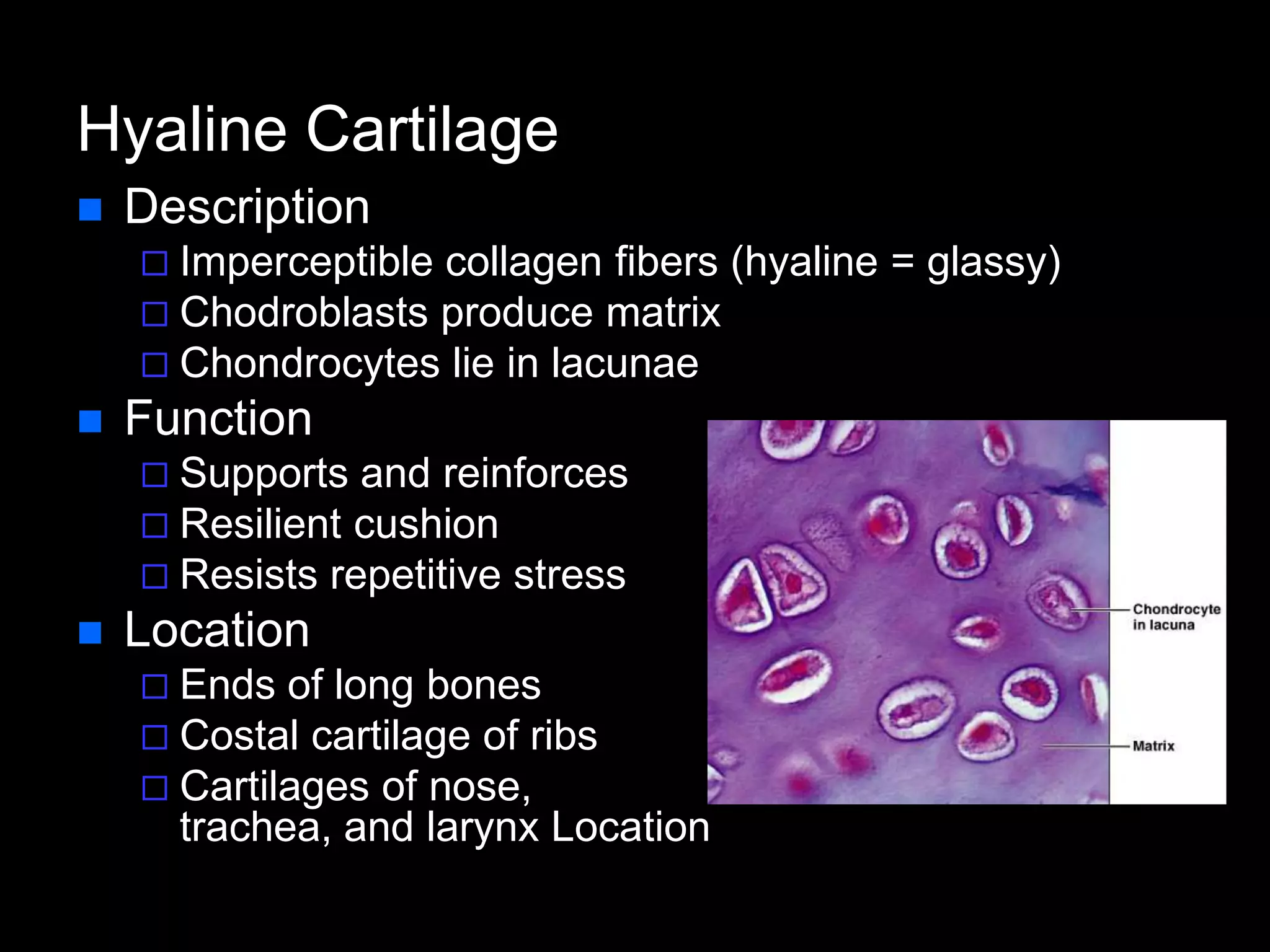 Hyaline Cartilage
 Description
 Imperceptible collagen fibers (hyaline = glassy)
 Chodroblasts produce matrix
 Chondrocytes lie in lacunae
 Function
 Supports and reinforces
 Resilient cushion
 Resists repetitive stress
 Location
 Ends of long bones
 Costal cartilage of ribs
 Cartilages of nose,
trachea, and larynx Location
 
