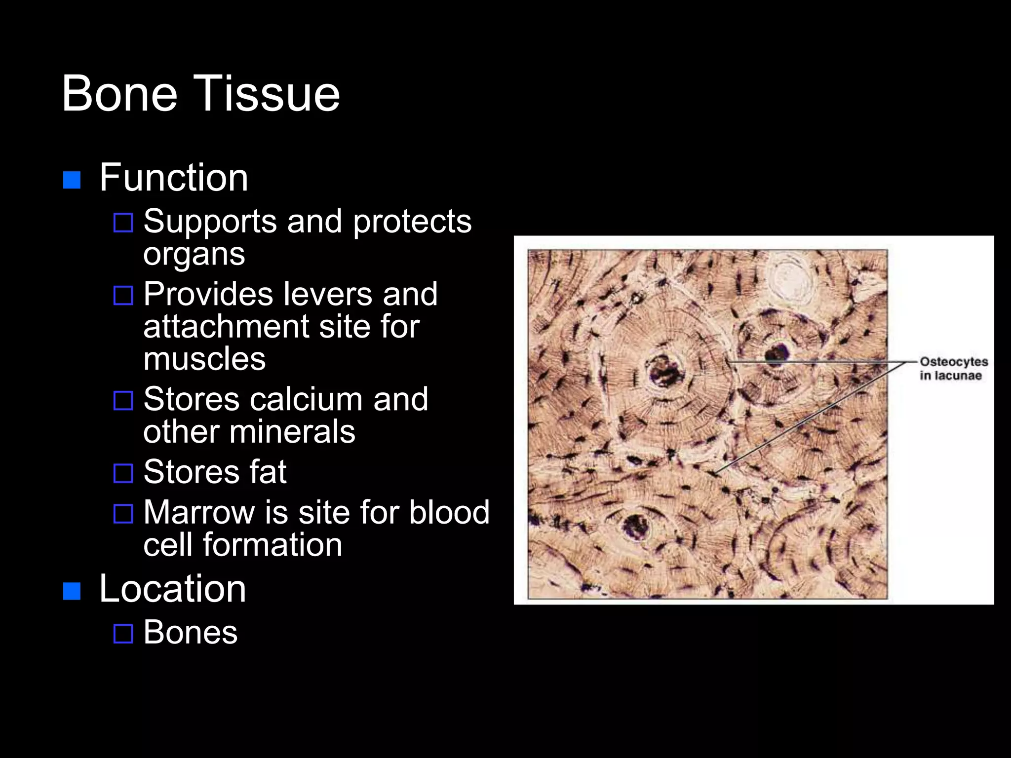 Bone Tissue
 Function
 Supports and protects
organs
 Provides levers and
attachment site for
muscles
 Stores calcium and
other minerals
 Stores fat
 Marrow is site for blood
cell formation
 Location
 Bones
 