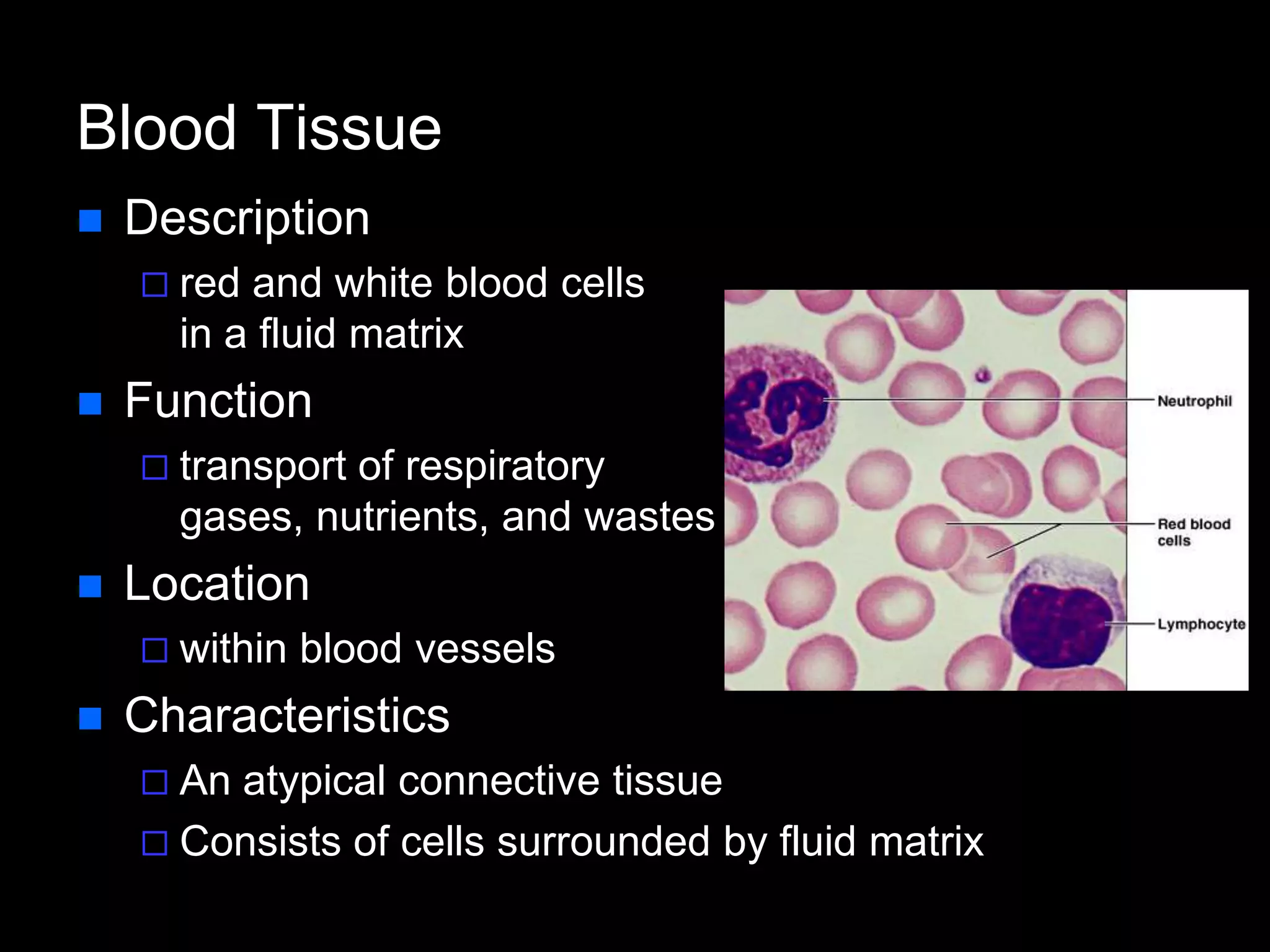 Blood Tissue
 Description
 red and white blood cells
in a fluid matrix
 Function
 transport of respiratory
gases, nutrients, and wastes
 Location
 within blood vessels
 Characteristics
 An atypical connective tissue
 Consists of cells surrounded by fluid matrix
 