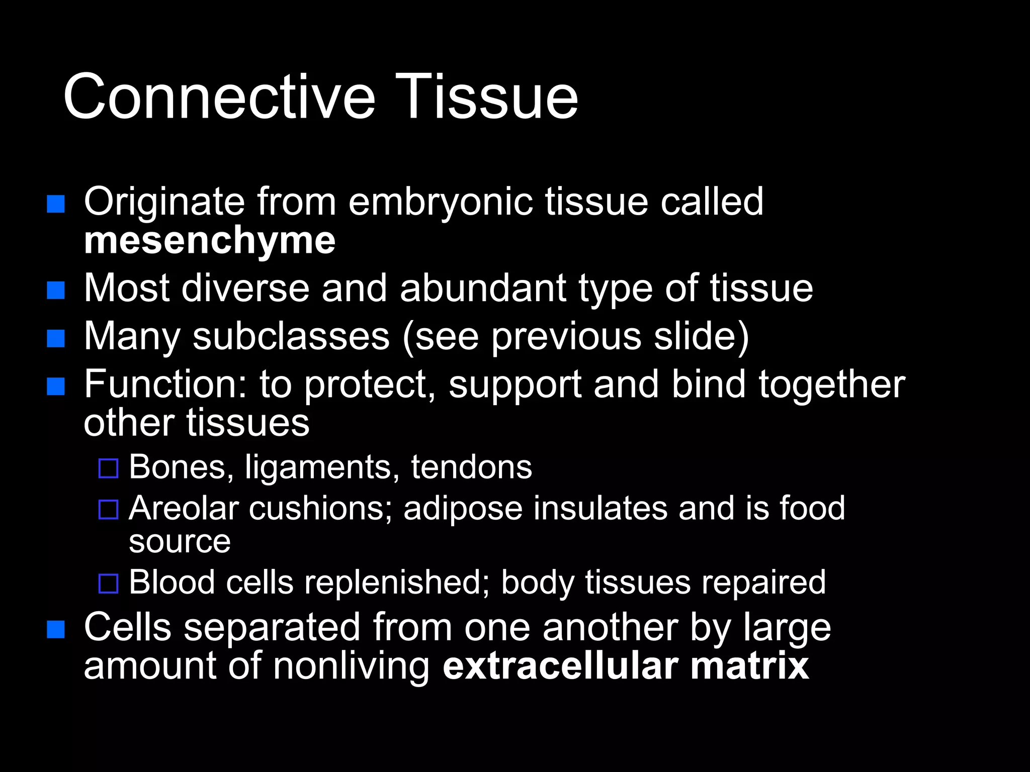 Connective Tissue
 Originate from embryonic tissue called
mesenchyme
 Most diverse and abundant type of tissue
 Many subclasses (see previous slide)
 Function: to protect, support and bind together
other tissues
 Bones, ligaments, tendons
 Areolar cushions; adipose insulates and is food
source
 Blood cells replenished; body tissues repaired
 Cells separated from one another by large
amount of nonliving extracellular matrix
 