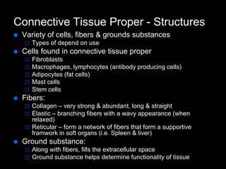Network Tissue Connective tissues | PPTX
