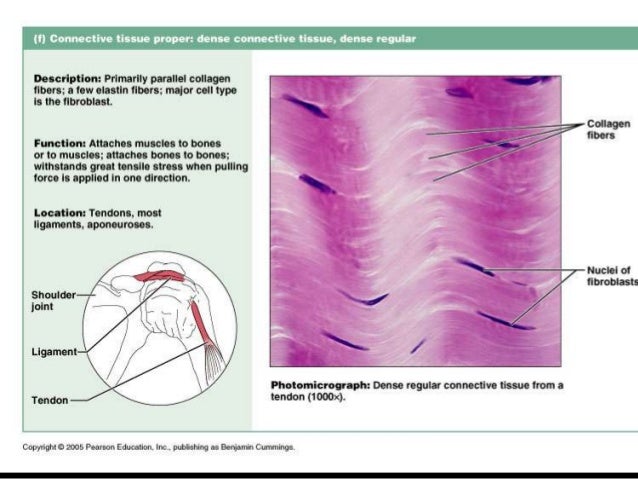 Connective Tissues connective-tissues