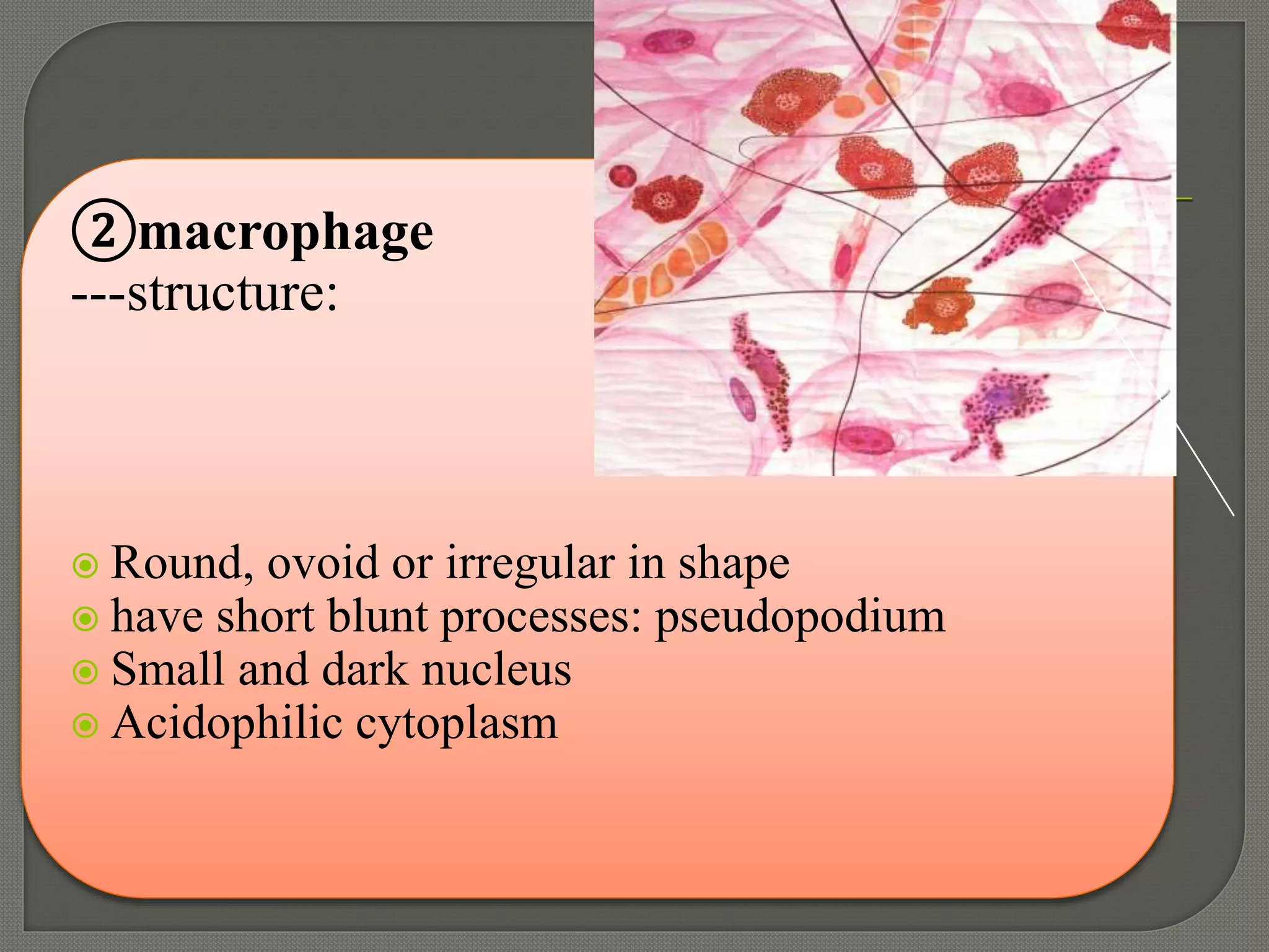 ②macrophage
---structure:
 Round, ovoid or irregular in shape
 have short blunt processes: pseudopodium
 Small and dark nucleus
 Acidophilic cytoplasm
 