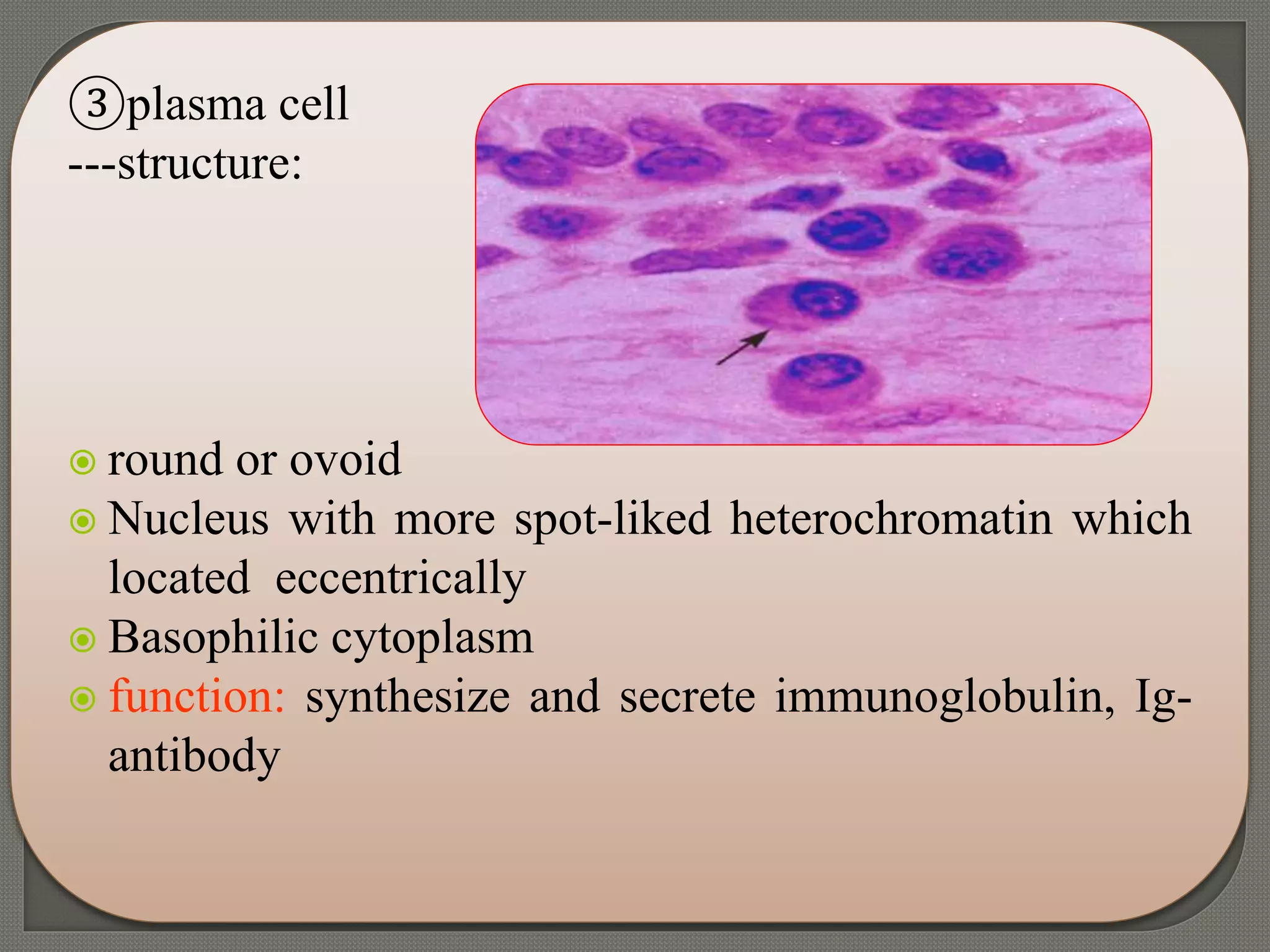 ③plasma cell
---structure:
 round or ovoid
 Nucleus with more spot-liked heterochromatin which
located eccentrically
 Basophilic cytoplasm
 function: synthesize and secrete immunoglobulin, Ig-
antibody
 
