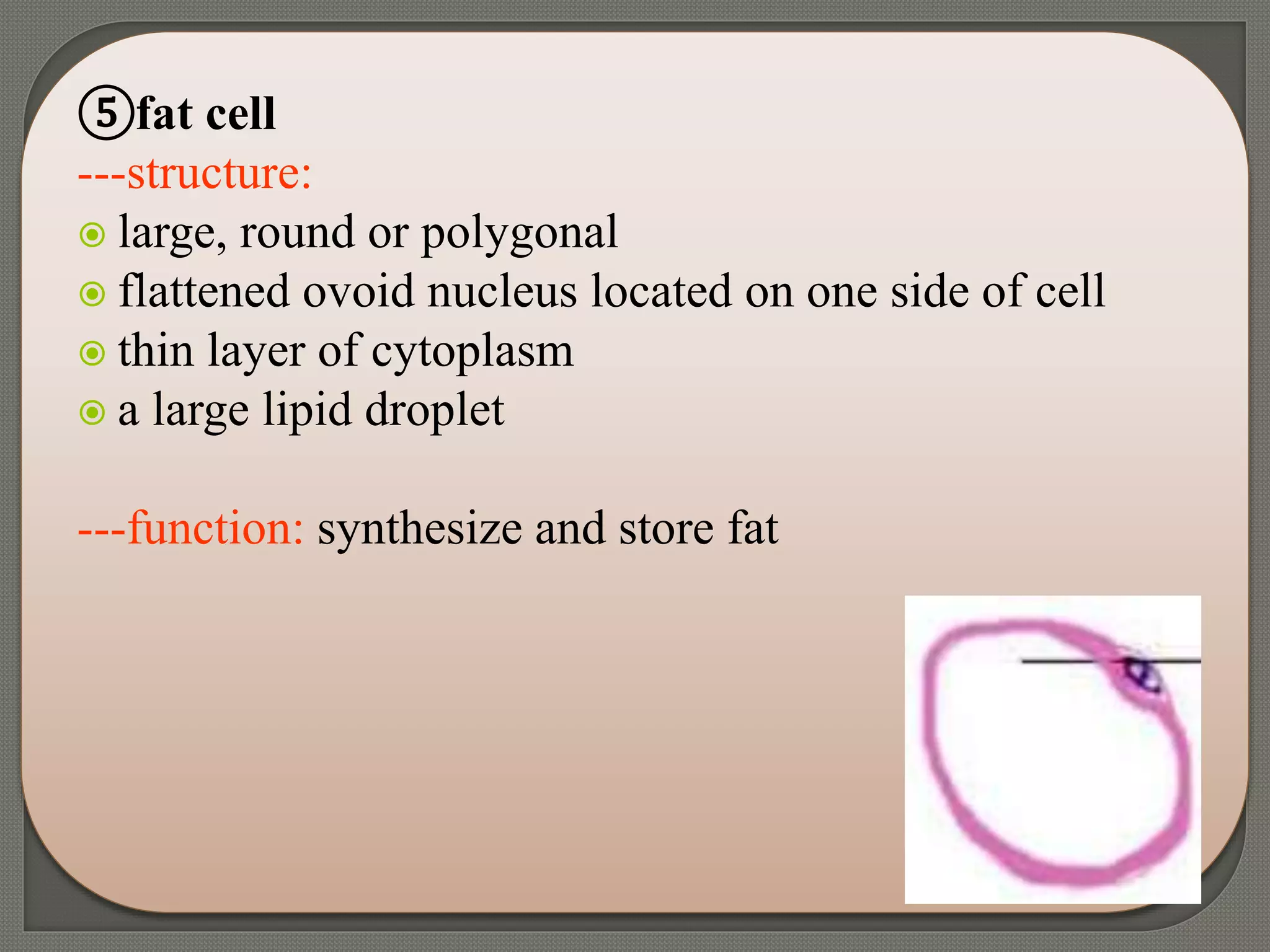 ⑤fat cell
---structure:
 large, round or polygonal
 flattened ovoid nucleus located on one side of cell
 thin layer of cytoplasm
 a large lipid droplet
---function: synthesize and store fat
 