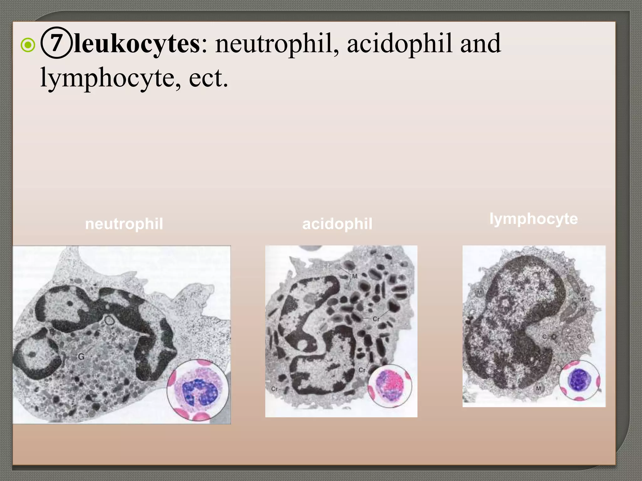 ⑦leukocytes: neutrophil, acidophil and
lymphocyte, ect.
neutrophil acidophil lymphocyte
 