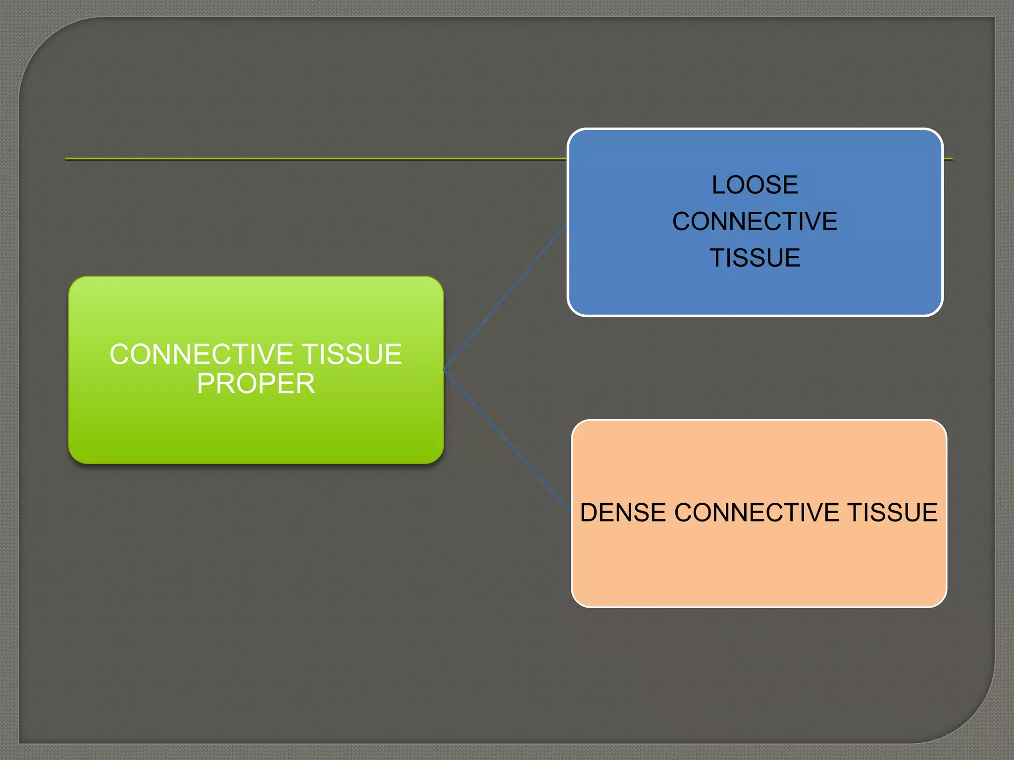 CONNECTIVE TISSUE
PROPER
LOOSE
CONNECTIVE
TISSUE
DENSE CONNECTIVE TISSUE
 