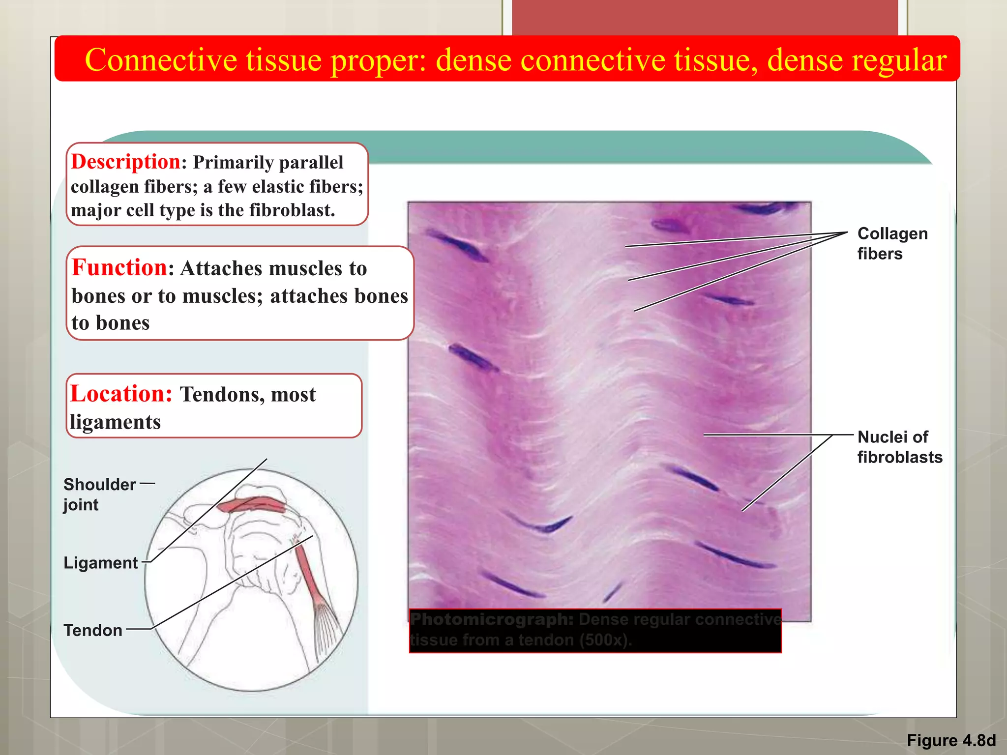 Figure 4.8d
Connective tissue proper: dense connective tissue, dense regular
Description: Primarily parallel
collagen fibers; a few elastic fibers;
major cell type is the fibroblast.
Function: Attaches muscles to
bones or to muscles; attaches bones
to bones
Location: Tendons, most
ligaments
Photomicrograph: Dense regular connective
tissue from a tendon (500x).
Shoulder
joint
Ligament
Tendon
Collagen
fibers
Nuclei of
fibroblasts
 