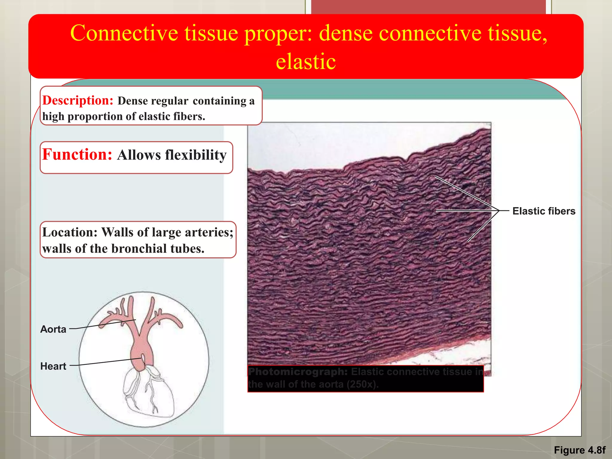Figure 4.8f
Connective tissue proper: dense connective tissue,
elastic
Description: Dense regular containing a
high proportion of elastic fibers.
Function: Allows flexibility
Location: Walls of large arteries;
walls of the bronchial tubes.
Elastic fibers
Aorta
Heart
Photomicrograph: Elastic connective tissue in
the wall of the aorta (250x).
 