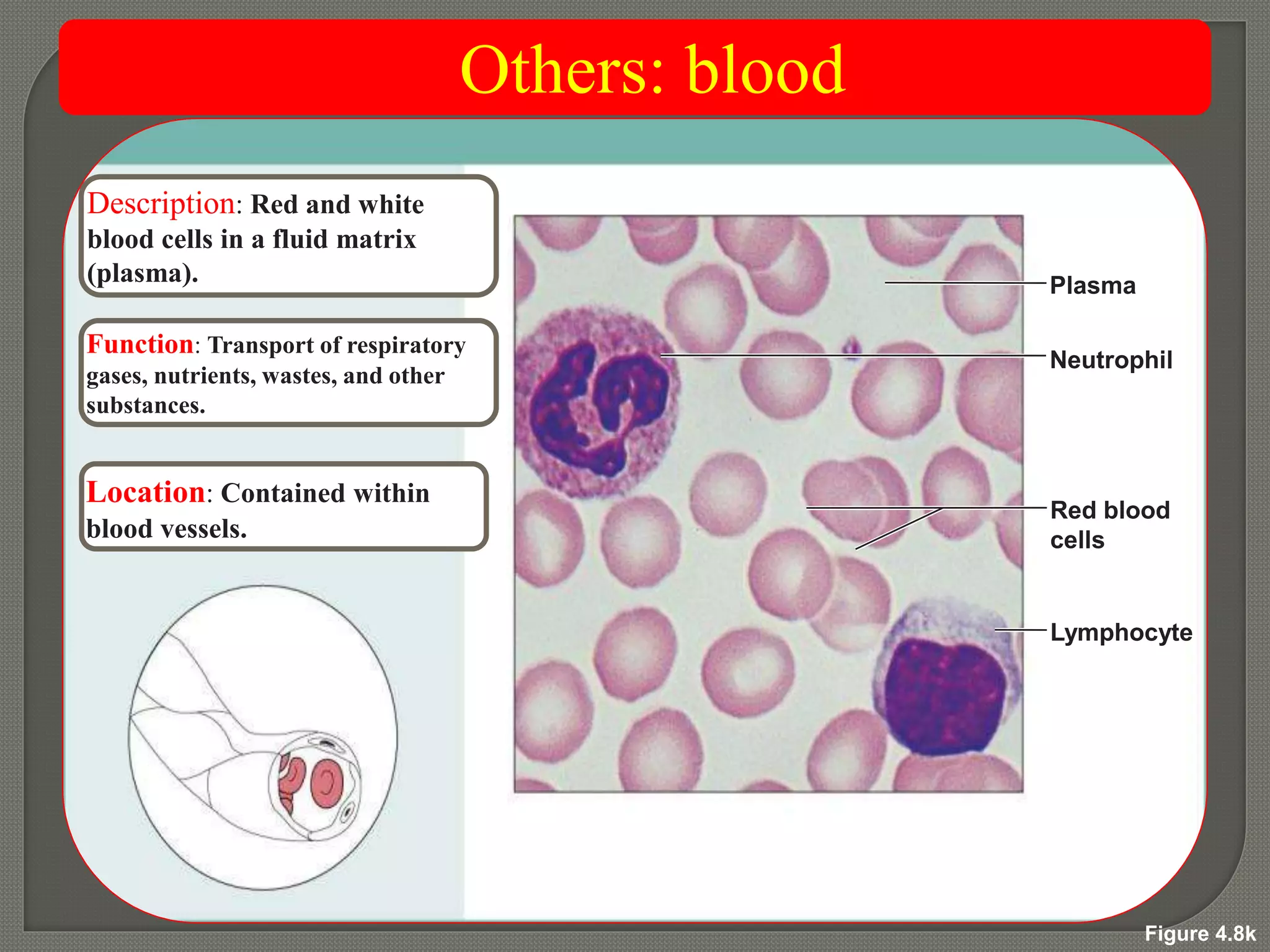 Figure 4.8k
Others: blood
Description: Red and white
blood cells in a fluid matrix
(plasma).
Function: Transport of respiratory
gases, nutrients, wastes, and other
substances.
Location: Contained within
blood vessels.
Neutrophil
Red blood
cells
Lymphocyte
Plasma
 