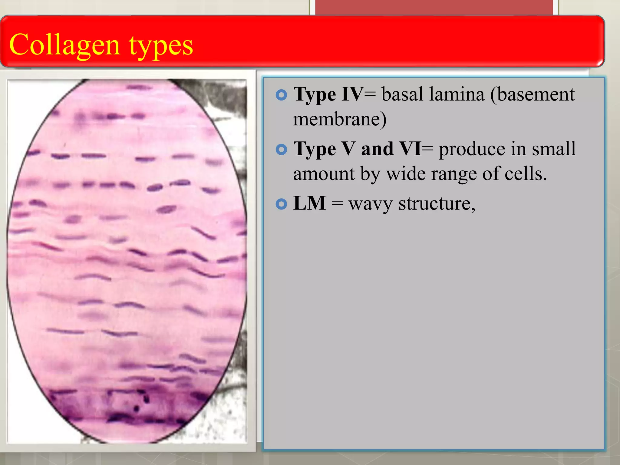 Collagen types
 Type IV= basal lamina (basement
membrane)
 Type V and VI= produce in small
amount by wide range of cells.
 LM = wavy structure,
 