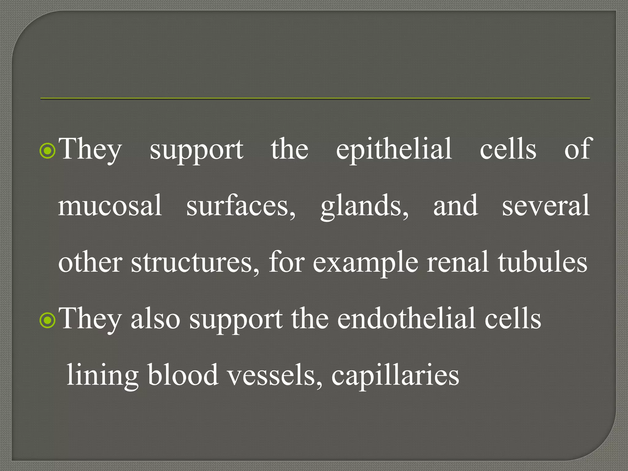They support the epithelial cells of
mucosal surfaces, glands, and several
other structures, for example renal tubules
They also support the endothelial cells
lining blood vessels, capillaries
 