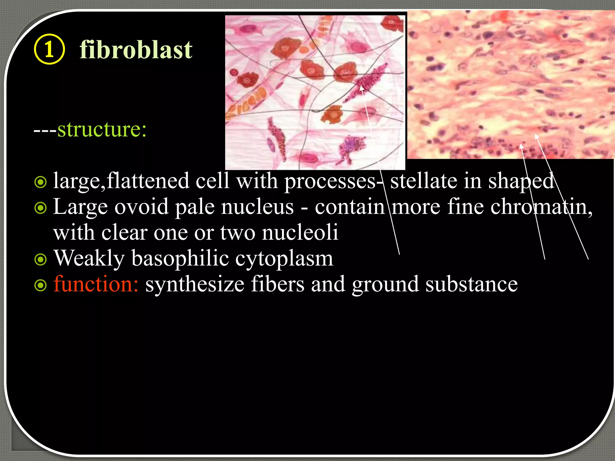 ① fibroblast
---structure:
 large,flattened cell with processes- stellate in shaped
 Large ovoid pale nucleus - contain more fine chromatin,
with clear one or two nucleoli
 Weakly basophilic cytoplasm
 function: synthesize fibers and ground substance
 