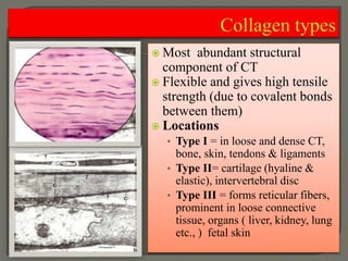 Connective tissues | PDF