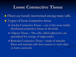 Loose Connective Tissue
 Fibers are loosely intertwined among many cells.
 3 types of loose connective tissue
 Areolar Connective Tissue – one of the most widely
distributed connective tissues in the body.
 Adipose Tissue – The cells, called adipocytes, are
specialized for storage of triglycerides.
 Reticular Connective Tissue – made of reticular
fibers and reticular cells that connect to each other
to form a network.
 