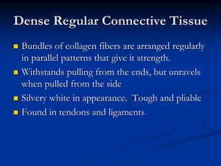 Dense Regular Connective Tissue
 Bundles of collagen fibers are arranged regularly
in parallel patterns that give it strength.
 Withstands pulling from the ends, but unravels
when pulled from the side
 Silvery white in appearance. Tough and pliable
 Found in tendons and ligaments
 