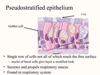 Pseudostratified Epithe
Cilia
Pseudostratified epithelium
Goblet cell
Basal cell
• Single row of cells not all of which reach the free surface
– nuclei of basal cells give layer a stratified look
•
•
Secretes and propels respiratory mucus
Found in respiratory system
 