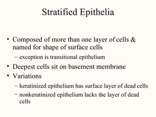 Stratified Epithelia
• Composed of more than one layer of
named for shape of surface cells
cells &
– exception is transitional epithelium
•
•
Deepest cells sit on basement membrane
Variations
–
–
keratinized epithelium has surface layer of dead cells
nonkeratinized epithelium lacks the layer of dead
cells
 