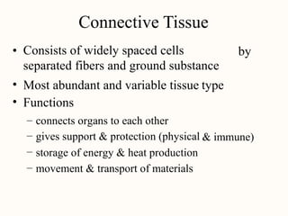 Connective Tissue
Consists of widely spaced cells
separated fibers and ground substance
• by
•
•
Most abundant and variable tissue
Functions
type
–
–
–
–
connects organs to each other
gives support & protection (physical
storage of energy & heat production
movement & transport of materials
& immune)
 