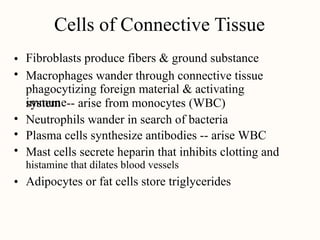 Cells of Connective Tissue
Fibroblasts produce fibers & ground substance
Macrophages wander through connective tissue
phagocytizing foreign material & activating
immune
•
•
system -- arise from monocytes (WBC)
•
•
•
Neutrophils wander in search of bacteria
Plasma cells synthesize antibodies -- arise WBC
Mast cells secrete heparin that inhibits clotting and
histamine that dilates blood vessels
Adipocytes or fat cells store triglycerides
•
 
