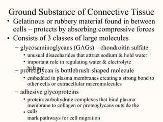 Ground Substance of Connective Tissue
• Gelatinous or rubbery material found in between
cells – protects by absorbing compressive forces
Consists of 3 classes of large molecules
•
– glycosaminoglycans (GAGs) – chondroitin sulfate
•
•
unusual disaccharides that attract sodium & hold water
important role in regulating water & electrolyte
balance
– proteoglycan is bottlebrush-shaped molecule
• embedded in plasma membranes creating a strong bond to
other cells or extracellular macromolecules
– adhesive glycoproteins
• protein-carbohydrate complexes that bind plasma
membrane to collagen or proteoglycans outside the
cells
mark pathways for cell migration
•
 