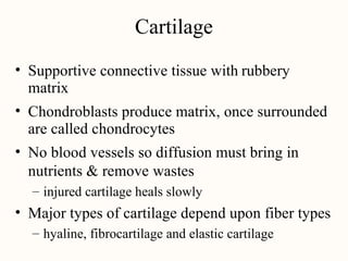 Cartilage
• Supportive connective tissue with
matrix
rubbery
• Chondroblasts produce matrix, once surrounded
are called chondrocytes
No blood vessels so diffusion must bring in
nutrients & remove wastes
•
– injured cartilage heals slowly
• Major types of cartilage depend upon fiber types
– hyaline, fibrocartilage and elastic cartilage
 