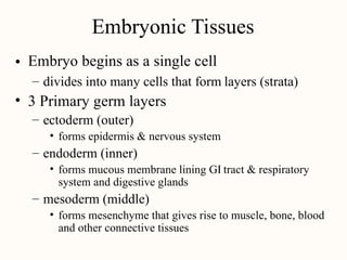 Embryonic Tissues
Embryo begins as a single cell
•
– divides into many cells that form layers (strata)
• 3 Primary germ layers
– ectoderm (outer)
• forms epidermis & nervous system
– endoderm (inner)
• forms mucous membrane lining GI
system and digestive glands
tract & respiratory
– mesoderm (middle)
• forms mesenchyme that gives rise to muscle, bone, blood
and other connective tissues
 