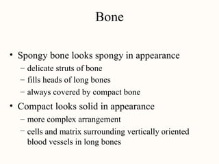 Bone
• Spongy bone looks spongy in appearance
–
–
–
delicate struts of bone
fills heads of long bones
always covered by compact bone
• Compact looks solid in appearance
–
–
more complex arrangement
cells and matrix surrounding vertically
blood vessels in long bones
oriented
 