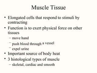 Muscle Tissue
• Elongated cells that respond
contracting
to stimuli by
• Function is to exert
tissues
physical force on other
–
–
–
move hand
push blood through
expel urine
a vessel
•
•
Important source of body heat
3 histological types of muscle
– skeletal, cardiac and smooth
 