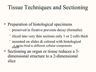 Tissue Techniques and Sectioning
• Preparation of histological specimens
–
–
–
preserved in fixative prevents decay (formalin)
sliced into very thin sections only 1 or 2 cells thick
mounted on slides & colored with histological
stain
• stains bind to different cellular components
• Sectioning an organ or tissue reduces a 3-
dimensional structure to a 2-dimensional
slice
 