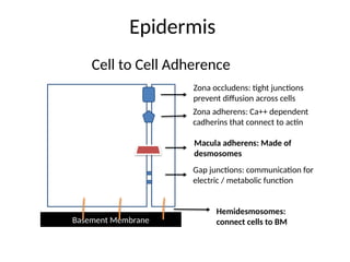 Epidermis
Basement Membrane
Cell to Cell Adherence
Zona adherens: Ca++ dependent
cadherins that connect to actin
Zona occludens: tight junctions
prevent diffusion across cells
Macula adherens: Made of
desmosomes
Gap junctions: communication for
electric / metabolic function
Hemidesmosomes:
connect cells to BM
 