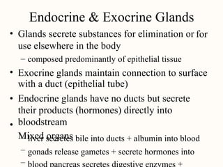 Endocrine & Exocrine Glands
Glands secrete substances for elimination or
use elsewhere in the body
• for
– composed predominantly of epithelial tissue
• Exocrine glands maintain connection to surface
with a duct (epithelial tube)
Endocrine glands have no ducts but secrete
their products (hormones) directly into
bloodstream
Mixed organs
•
•
–
–
–
liver secretes bile into ducts + albumin into blood
gonads release gametes + secrete hormones into
 