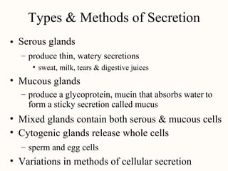 Types & Methods of Secretion
Serous glands
•
– produce thin, watery secretions
• sweat, milk, tears & digestive juices
• Mucous glands
– produce a glycoprotein, mucin that absorbs water
form a sticky secretion called mucus
to
•
•
Mixed glands contain both serous & mucous cells
Cytogenic glands release whole cells
– sperm and egg cells
• Variations in methods of cellular secretion
 