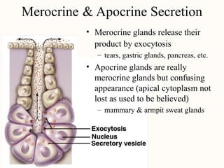 Merocrine &
•
Apocrine Secretion
Merocrine glands release their
product by exocytosis
– tears, gastric glands, pancreas, etc.
• Apocrine glands are really
merocrine glands but confusing
appearance (apical cytoplasm not
lost as used to be believed)
– mammary & armpit sweat glands
 