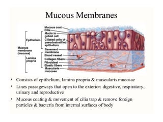 Histology of basic tissues (Connective tissues).pptx
