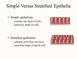 Simple Versus Stratified Epithelia
• Simple epithelium
–
–
contains one layer of cells
named by shape of cells
• Stratified epithelium
–
–
contains more than one layer
named by shape of apical cells
 
