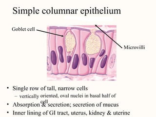 Simple Columnar Epithe
Simple columnar epithelium
Goblet cell
Microvilli
• Single row of tall, narrow cells
oriented, oval nuclei in basal half of
cell
– vertically
•
•
Absorption & secretion; secretion of mucus
Inner lining of GI tract, uterus, kidney & uterine
 