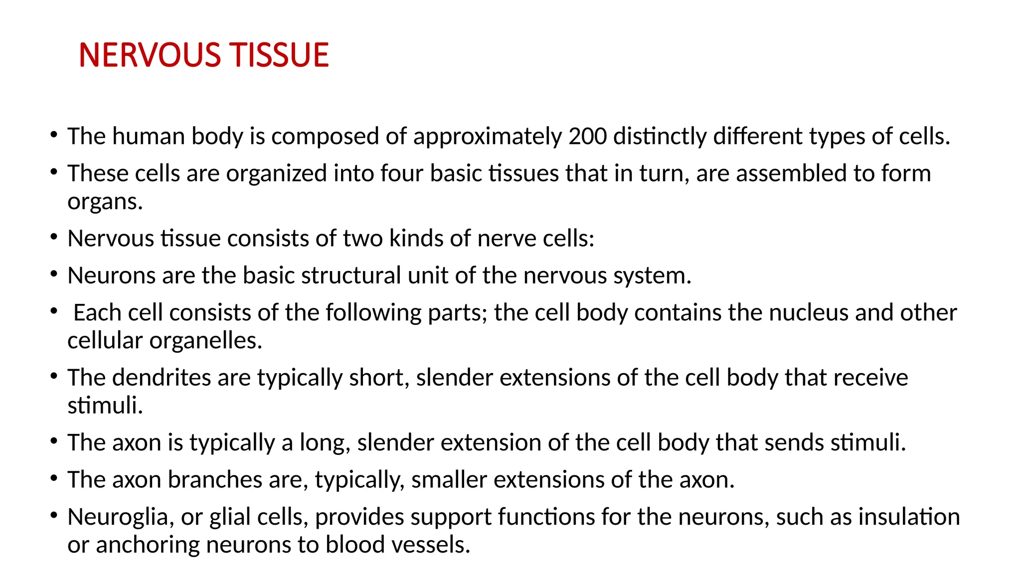 NERVOUS TISSUE
• The human body is composed of approximately 200 distinctly different types of cells.
• These cells are organized into four basic tissues that in turn, are assembled to form
organs.
• Nervous tissue consists of two kinds of nerve cells:
• Neurons are the basic structural unit of the nervous system.
• Each cell consists of the following parts; the cell body contains the nucleus and other
cellular organelles.
• The dendrites are typically short, slender extensions of the cell body that receive
stimuli.
• The axon is typically a long, slender extension of the cell body that sends stimuli.
• The axon branches are, typically, smaller extensions of the axon.
• Neuroglia, or glial cells, provides support functions for the neurons, such as insulation
or anchoring neurons to blood vessels.
 