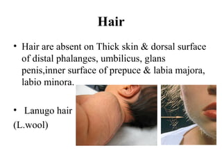 Comprehensive Overview of Skin Anatomy, Functions, and Connective ...