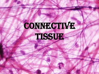 Connective
  Tissue
 