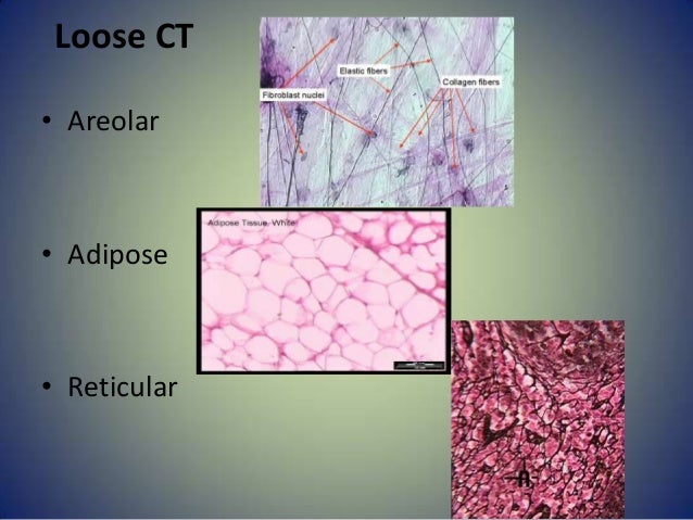 Connective tissue slides