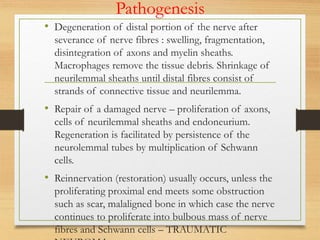 Pathogenesis
• Degeneration of distal portion of the nerve after
severance of nerve fibres : swelling, fragmentation,
disintegration of axons and myelin sheaths.
Macrophages remove the tissue debris. Shrinkage of
neurilemmal sheaths until distal fibres consist of
strands of connective tissue and neurilemma.
• Repair of a damaged nerve – proliferation of axons,
cells of neurilemmal sheaths and endoneurium.
Regeneration is facilitated by persistence of the
neurolemmal tubes by multiplication of Schwann
cells.
• Reinnervation (restoration) usually occurs, unless the
proliferating proximal end meets some obstruction
such as scar, malaligned bone in which case the nerve
continues to proliferate into bulbous mass of nerve
fibres and Schwann cells – TRAUMATIC
 
