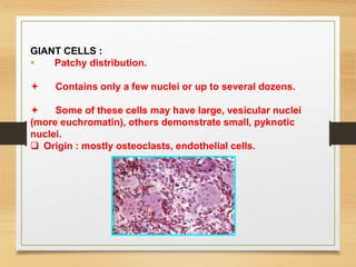 GIANT CELLS :
 Patchy distribution.
 Contains only a few nuclei or up to several dozens.
 Some of these cells may have large, vesicular nuclei
(more euchromatin), others demonstrate small, pyknotic
nuclei.
 Origin : mostly osteoclasts, endothelial cells.
 