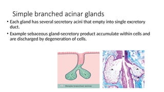 connectivve tissue.pptx New latest ppt online | PPTX