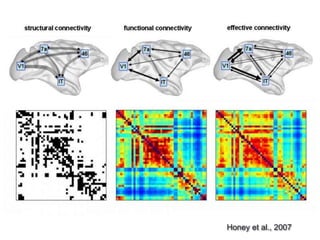 Connectome | PPTX