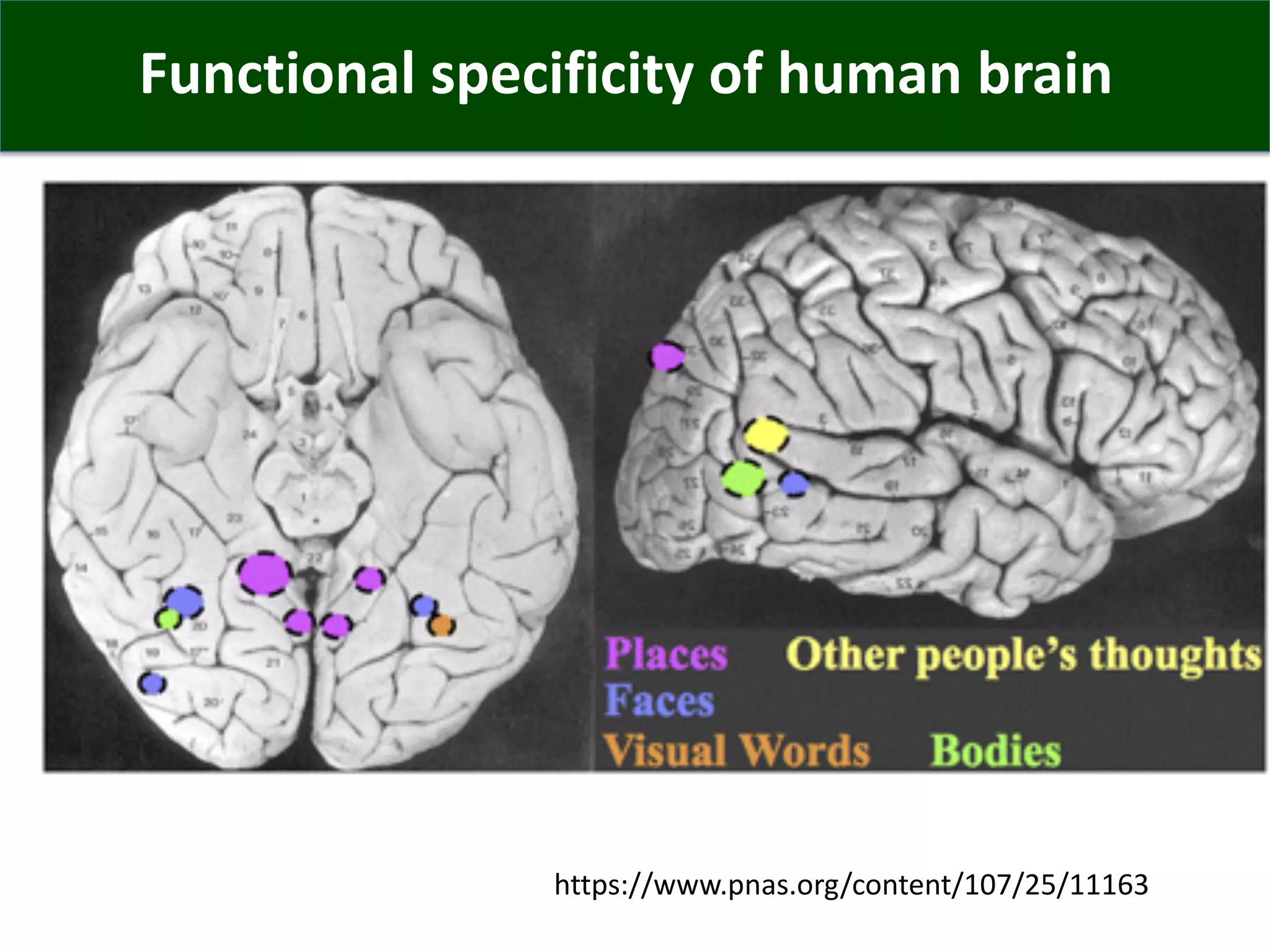 Functional specificity of human brain
https://www.pnas.org/content/107/25/11163
 