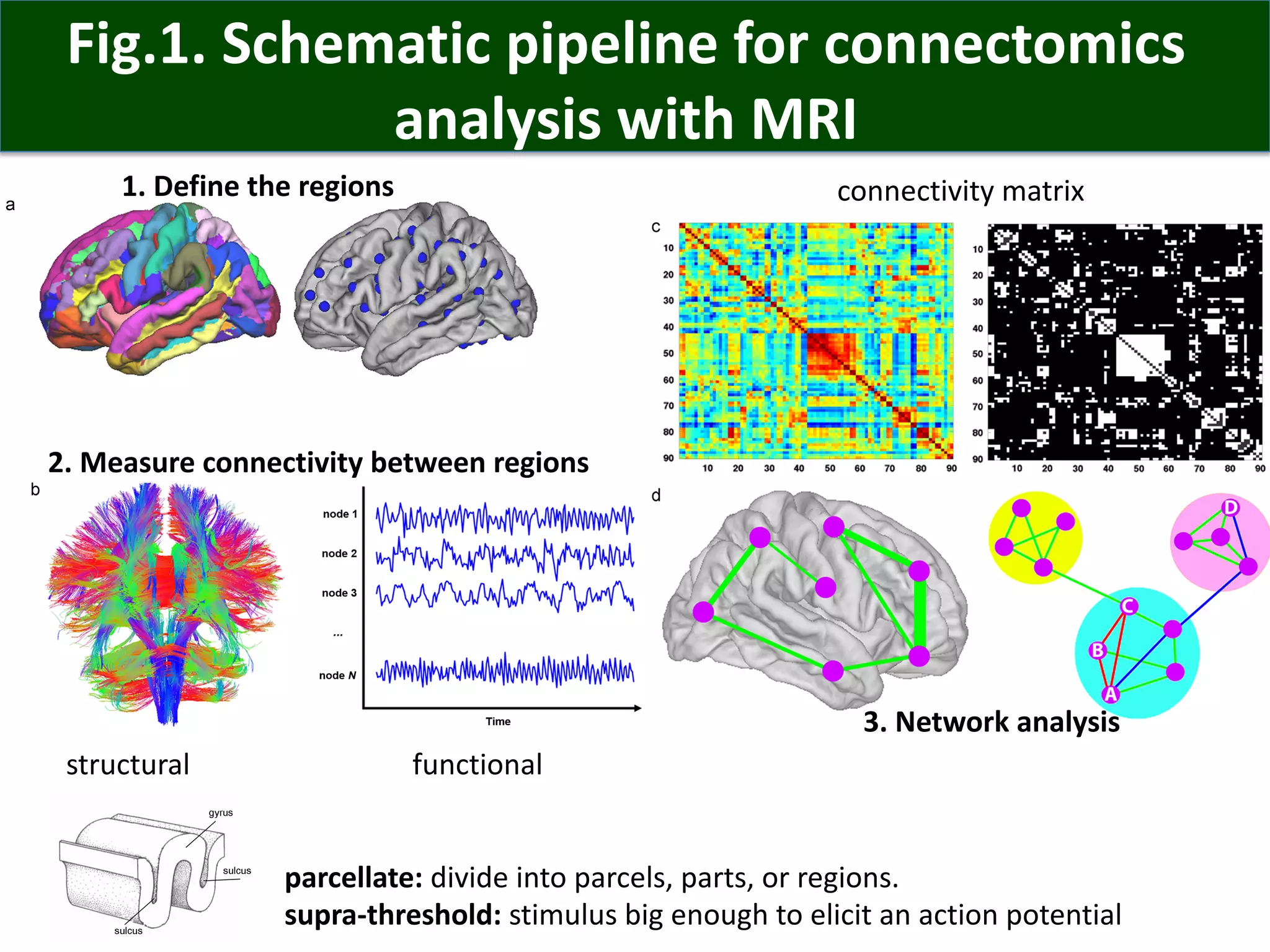 Fig.1. Schematic pipeline for connectomics
analysis with MRI
1. Define the regions
2. Measure connectivity between regions
3. Network analysis
parcellate: divide into parcels, parts, or regions.
supra-threshold: stimulus big enough to elicit an action potential
structural functional
connectivity matrix
 