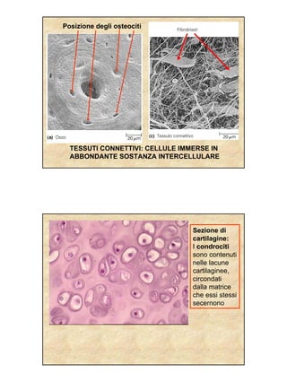 Posizione degli osteociti




  TESSUTI CONNETTIVI: CELLULE IMMERSE IN
  ABBONDANTE SOSTANZA INTERCELLULARE




                                 Sezione di
                                 cartilagine:
                                 I condrociti
                                 sono contenuti
                                 nelle lacune
                                 cartilaginee,
                                 circondati
                                 dalla matrice
                                 che essi stessi
                                 secernono
 