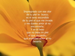 Impregnado con ese olor de tu piel te  busco; es el sexo escondido de tu piel el que me invade y me dueles amor al no encontrarte. Y es el beso que no besa mi piel el que recuerdo; que ansiedad amor al no besarte. 