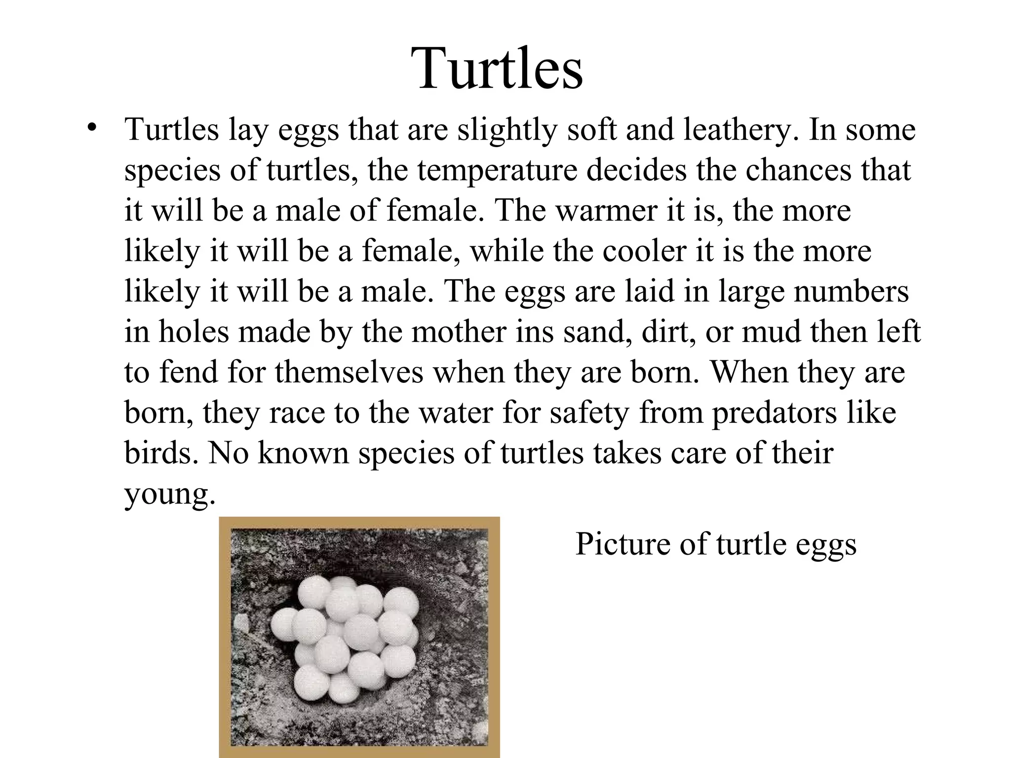 Turtles
• Turtles lay eggs that are slightly soft and leathery. In some
species of turtles, the temperature decides the chances that
it will be a male of female. The warmer it is, the more
likely it will be a female, while the cooler it is the more
likely it will be a male. The eggs are laid in large numbers
in holes made by the mother ins sand, dirt, or mud then left
to fend for themselves when they are born. When they are
born, they race to the water for safety from predators like
birds. No known species of turtles takes care of their
young.
Picture of turtle eggs
 